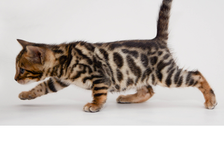 Bengal Kittens for sale near me
